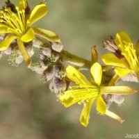 Triumfetta glabra Spreng.